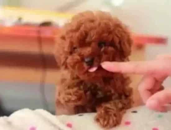 泰迪犬|健康生活之喂养泰迪犬期间须谨慎哪些食物