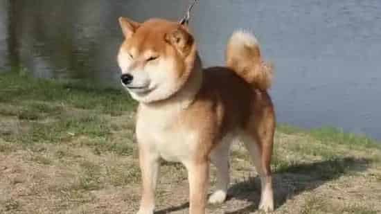 柴犬一个眼睛流眼泪 柴犬流眼泪的原因 | 柴犬