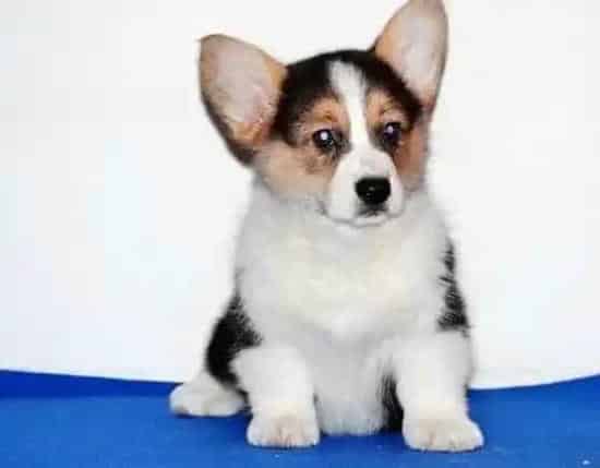 柯基犬|为什么一定要坚持给柯基犬吃狗粮