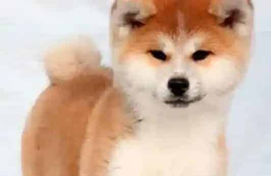 秋田犬|秋田犬脖子局部性脱毛是什么皮肤病