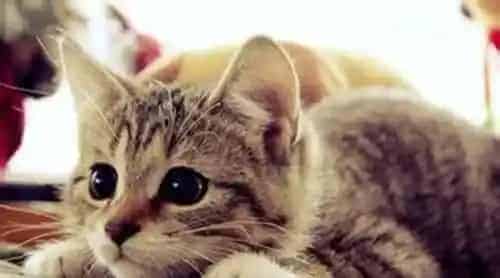 猫绝育后还会发情吗 猫咪还是会发情和交配 | 发情