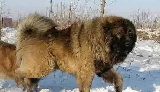 高加索犬|危险品曝光 高加索犬不可以接触的家庭用品有哪些