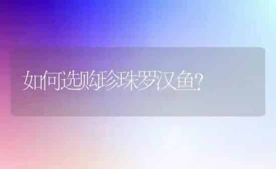 如何选购珍珠罗汉鱼？ | 鱼类宠物