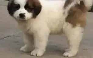 圣伯纳犬|急求 圣伯纳犬老是咬自己的毛发怎么办