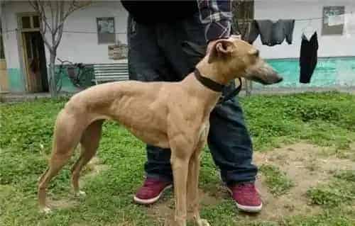 杰克罗素梗犬有体味吗 杰克罗素梗犬有体会的 | 杰克罗素梗