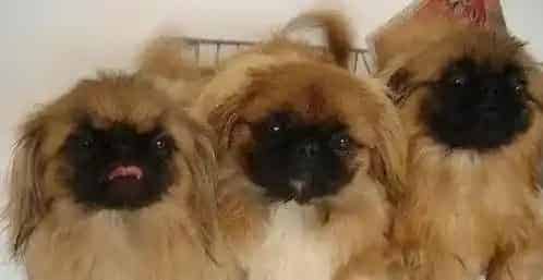 京巴狗|中午京巴犬突然抽筋了 请问这是什么病