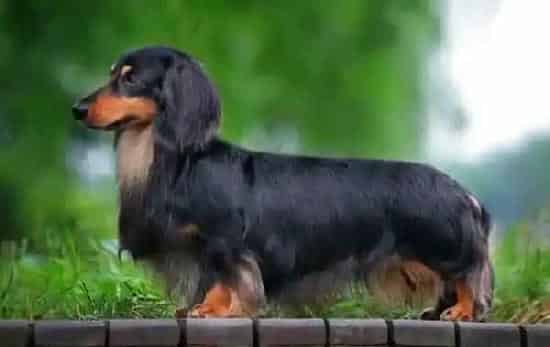 腊肠犬|为什么腊肠犬体内会存在寄生虫呢