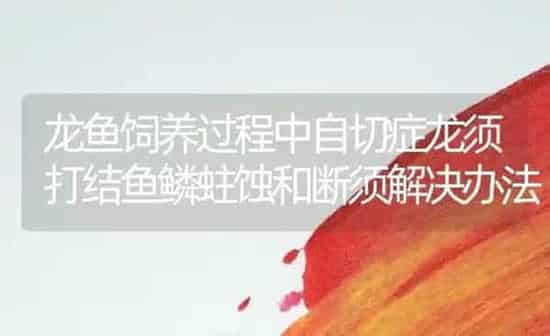 龙鱼饲养过程中自切症龙须打结鱼鳞蛀蚀和断须解决办法 | 鱼类宠物