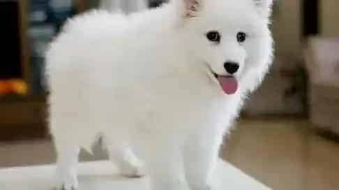 银狐犬|性格从小塑造 训练银狐犬养成独立的性格