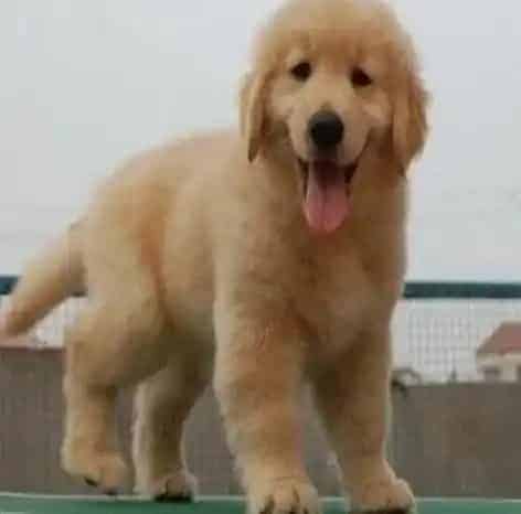 金毛|饲养金毛犬的家庭需要准备哪些日常用品