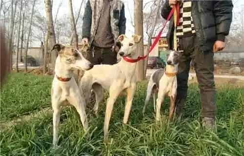 杰克罗素梗犬有体味吗 杰克罗素梗犬有体会的 | 杰克罗素梗