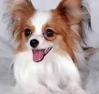 蝴蝶犬|蝴蝶犬拉黄色不成形的便便怎么回事