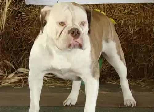 斗牛犬听话吗 威严冷静勇敢是它的性格 | 斗牛犬