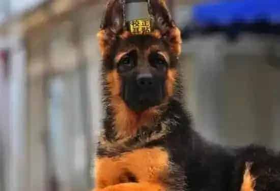 德国牧羊犬|德国牧羊犬吃了脏东西拉肚子了应吃点什么药