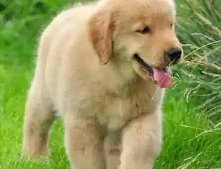金毛|如何补充各个时期的金毛犬在生长发育中所需要的营养