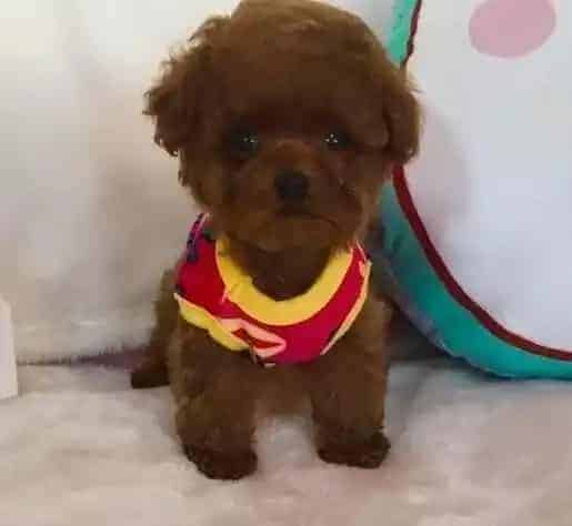 贵宾犬|贵宾犬在日常生活中必需的用品有哪些