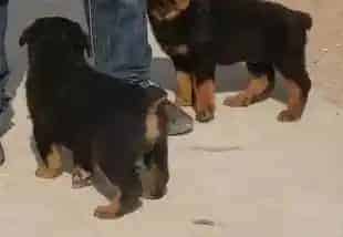罗威纳犬|如何让罗威纳犬在孕期中享受到营养与安静的环境