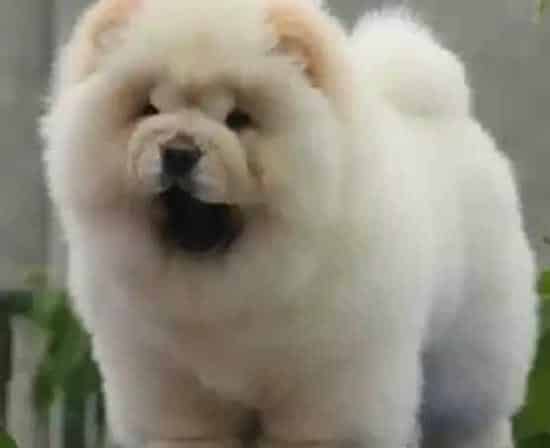 松狮犬|有人知道松狮犬不能吃哪些食物吗