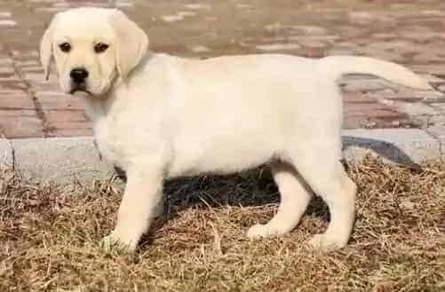 拉布拉多|怎样激起拉布拉多犬幼犬的学习兴趣