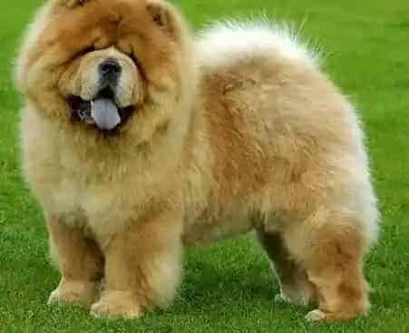 松狮犬|危险植物总汇 松狮犬应该离得远远的植物