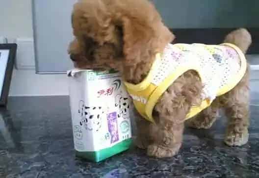 泰迪犬|饲养泰迪犬的主人们容易犯哪些错