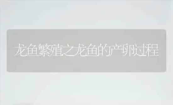 龙鱼繁殖之龙鱼的产卵过程 | 鱼类宠物