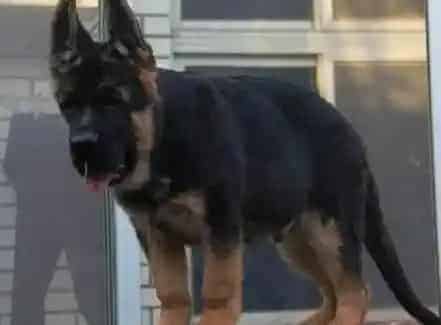 德国牧羊犬|照顾生病的德国牧羊犬应该怎样做