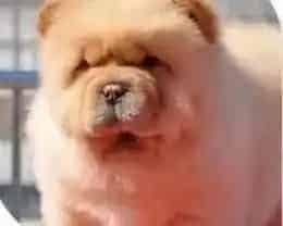 松狮犬|欲知松狮犬健康状况 主人对便便知多少