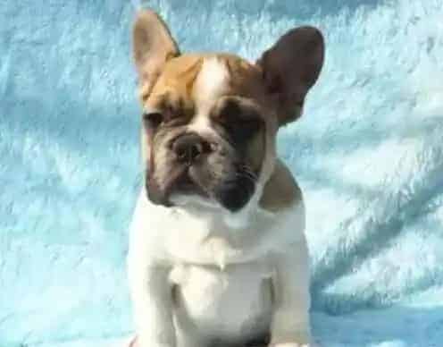 博美犬|训练博美犬固定地方上厕所的方法