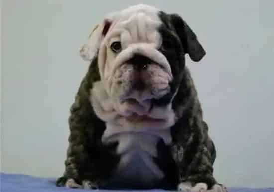 英国斗牛犬|斗牛犬身上有很多跳蚤应如何消灭掉它们
