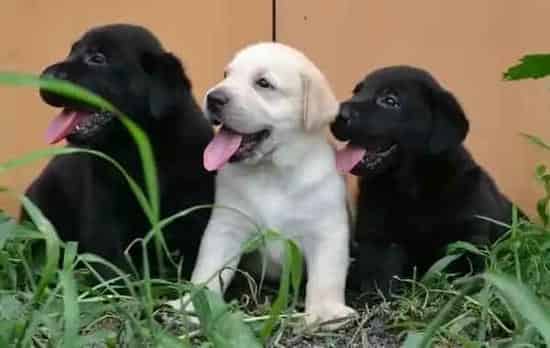 拉布拉多|饲养拉布拉多犬饲料方面主人们需要注意哪些
