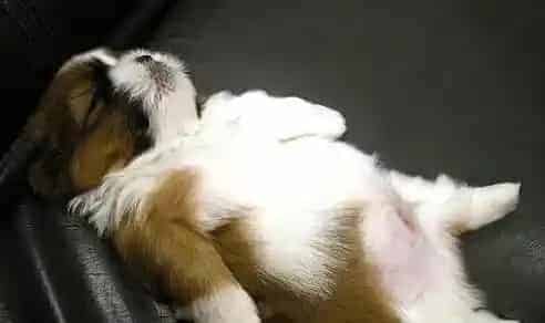 小狗拉稀了怎么办 不要轻易喂人类吃的药 | 狗狗