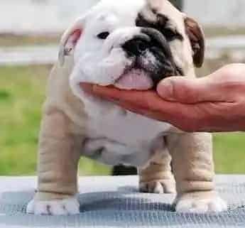 英国斗牛犬|斗牛犬身上有很多跳蚤应如何消灭掉它们