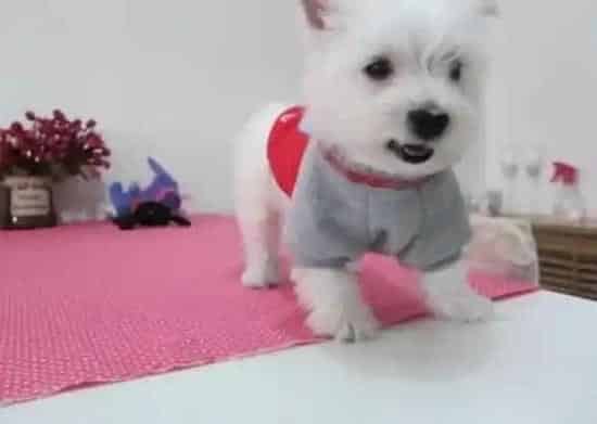 西高地|喂养西高地幼犬经常遇见的问题