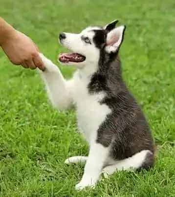 吉娃娃|开启爱犬的明星之路&nbsp;&nbsp;小狗趣味动作训练