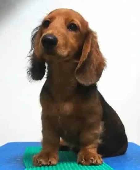 腊肠犬|腊肠犬食量时多时少还便秘怎么办呢