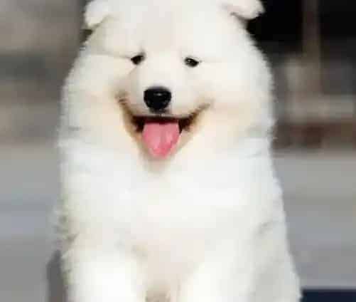 萨摩耶|为萨摩耶犬选择食物 何者为佳