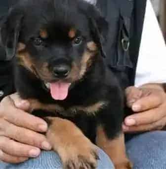 罗威纳犬|怎样很实用的预防罗威纳犬与我们走散