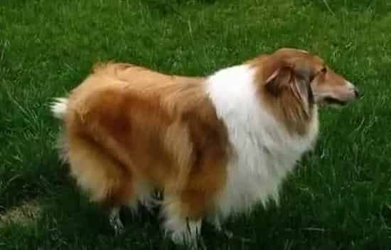 苏格兰牧羊犬|换牙期间的苏格兰牧羊犬会出现哪些不良行为