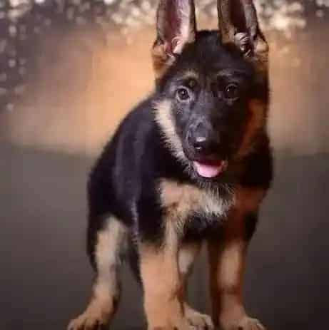 德国牧羊犬|德国牧羊犬拉肚子不吃东西是什么病