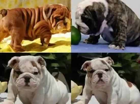 英国斗牛犬|两月的斗牛犬最近流黄鼻涕应如何医治