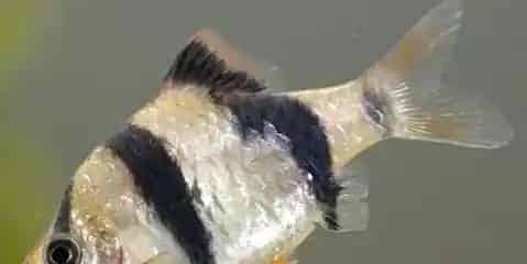 虎皮鱼的养殖方法 虎皮鱼养殖方法详解 | 虎皮鱼