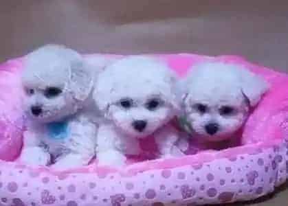比熊犬|长寿秘诀 三项保证轻松让比熊犬更长寿