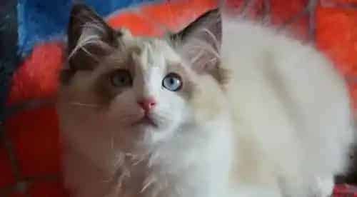 被猫抓伤不能吃什么?伤口应及时进行处理 | 巴厘猫