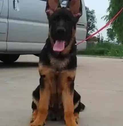 德国牧羊犬|德国牧羊犬拉肚子不吃东西是什么病