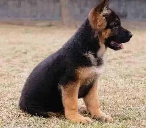 德国牧羊犬|德国牧羊犬拉肚子不吃东西是什么病