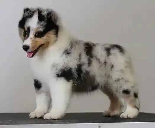 喜乐蒂|喜乐蒂犬最近有点发烧，如何才能退烧