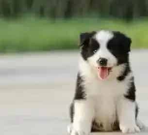 边境牧羊犬|边境牧羊犬吃什么食物吸收最好