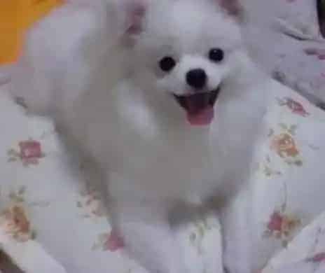 银狐犬|生活小能手之饲主如何给银狐犬自制沐浴露