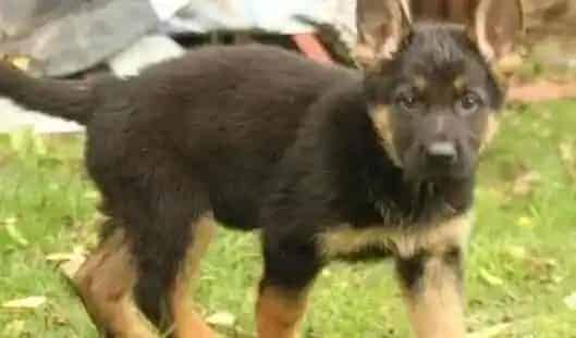 德国牧羊犬|如何与老年德国牧羊犬共享夕阳时光
